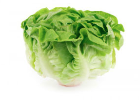 沙律菜– 生記蔬菜
